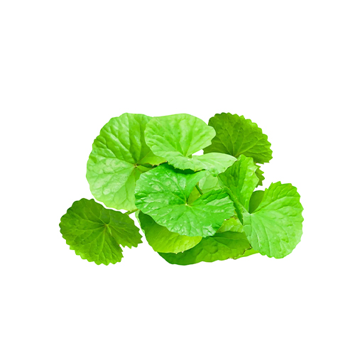 CENTELLA