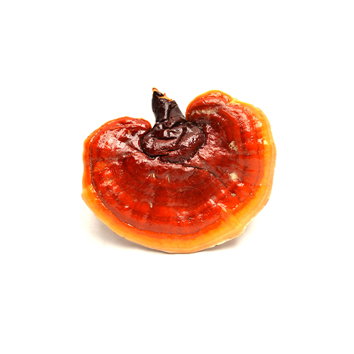 REISHI mushroom